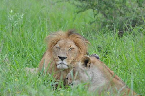 Reserva de caza Balule Sudáfrica Reservas Promo Descuentos booking.com