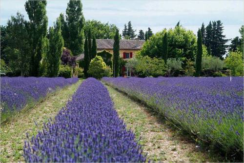 Pescia Romana Italia Reservas Promo Descuentos booking.com